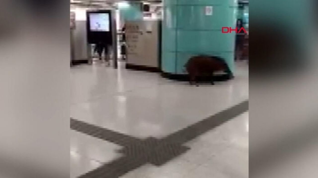Metro istasyonuna giren domuz bir kişiyi yaraladı