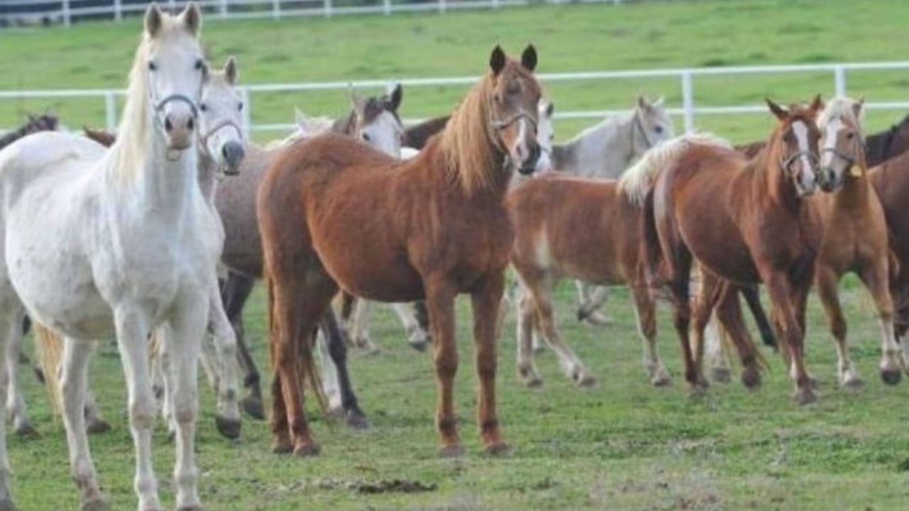 İBB'nin Dörtyol Belediyesi'ne gönderdiği kayıp atlar sucuk mu yapıldı: Flaş açıklama