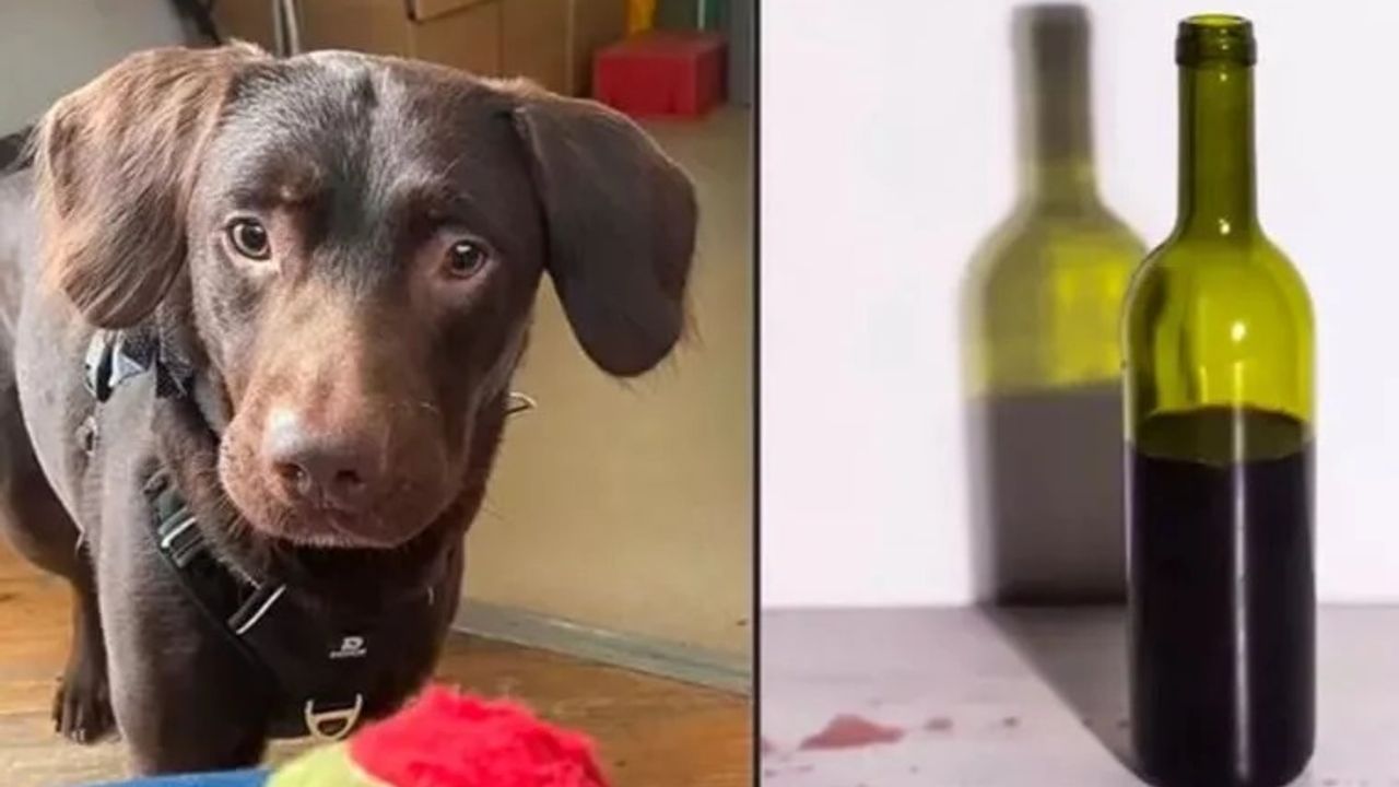 Sahibi öldükten sonra alkolik olan köpek tedavi edildi
