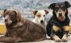 İstanbul Valiliği'nden sokak köpekleri kararı