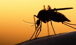 Yunanistan'da Batı Nil Virüsü'nden 20 kişi öldü