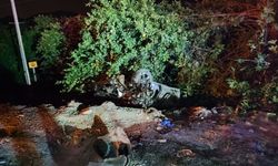 Adana'da köpeğe çarpan otomobil takla attı: Mustafa Açık öldü. Fatih Çündü ve Emre Çündü yaralandı