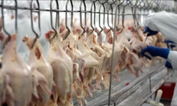 Bakanlık harekete geçti: Tavuk eti ihracatına sınırlama!