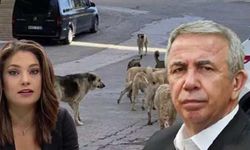 Mansur Yavaş'ın sokak köpekleri ile ilgili açıklaması Nevşin Mengü'yü sinirlendirdi