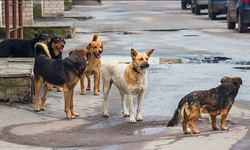Kocaeli Belediyesi'nden sokak köpekleri için belediyelere yazı!