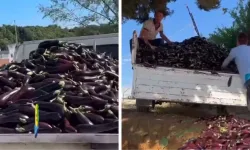 Bir kamyon dolusu patlıcanı çöpe döktüler: Gerekçesini de video çekerek anlattılar!