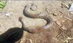 Türkiye'nin en zehirli yılanı son anda öldürüldü!