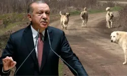 Cumhurbaşkanı Erdoğan'dan sokak köpekleri açıklaması: 'Kimse bize merhamet dersi vermeye kalkışmasın'