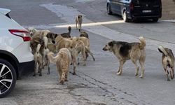 Sahipsiz sokak köpekleriyle ilgili kanun teklifi, TBMM'de kabul edildi