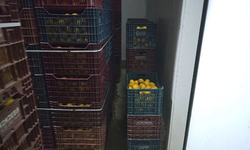 Mersin'de depoda kayıt dışı 380 ton limon tespit edildi!