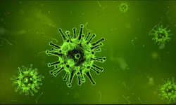 Hindistan'da Nipah  virüsü can aldı!