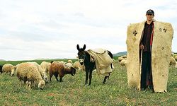 Türkiye'de 'çoban' sorunu büyüyor! Yüksek maaş istiyorlar