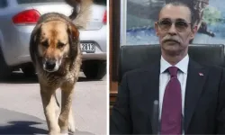 Erdal Beşikçioğlu'ndan skandal karar: Çocuğu ısıran köpeği bakın ne yapacak!