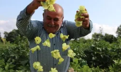 Bu yıl kilosu 1000 TL'den alıcı buluyor: 'Sarı altın' için hasat başladı!