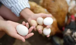 Kapüşonu yumurta toplama makinesine dolanan Semra Yıldırım, hayatını kaybetti