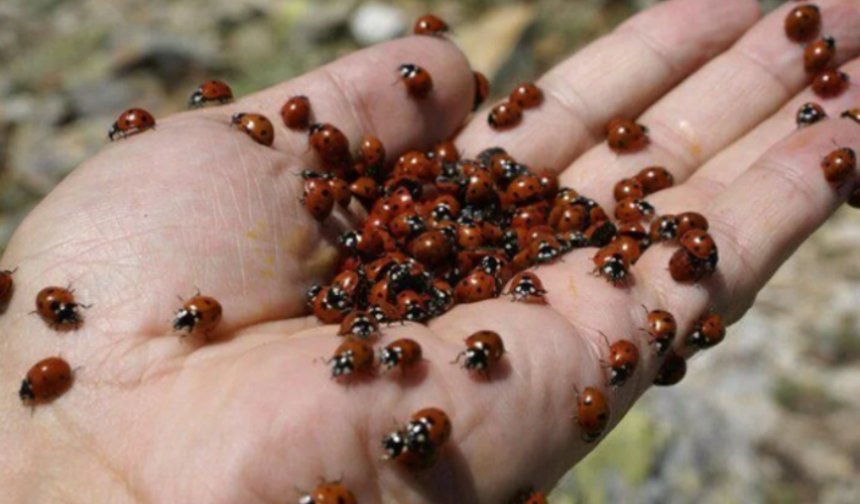 50 milyona yakın uğur böceği ile ilgi çekiyor: Uludaz Tepesi