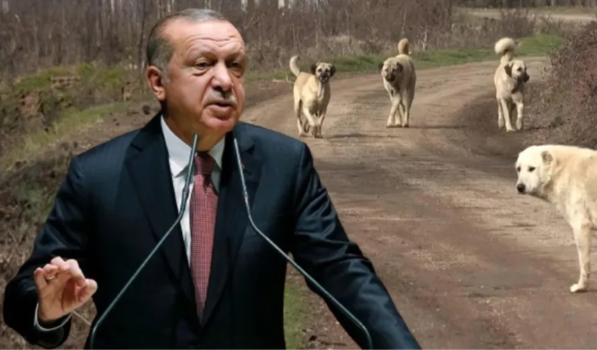 Cumhurbaşkanı Erdoğan kurmaylarına sokak köpekleriyle ilgili talimatı verdi
