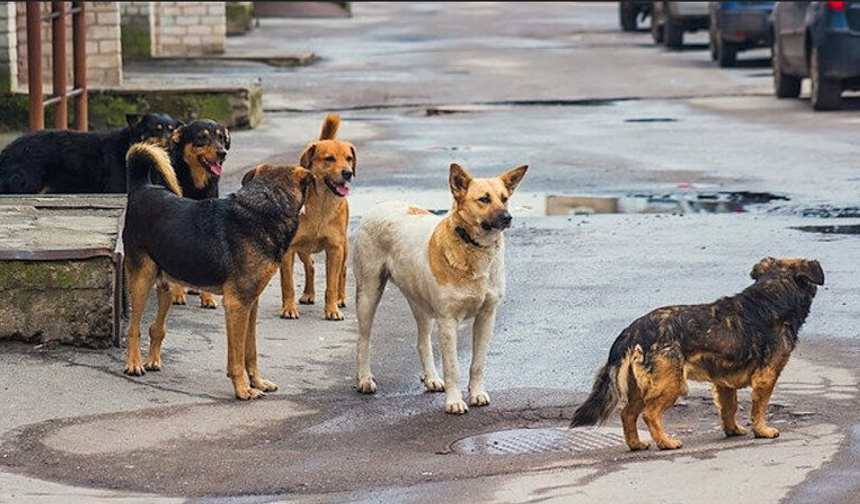 Kocaeli Belediyesi'nden sokak köpekleri için belediyelere yazı!