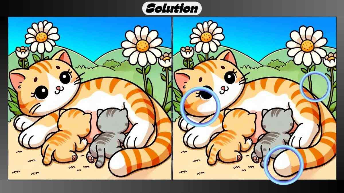 Mother Cat Solution 8Qap